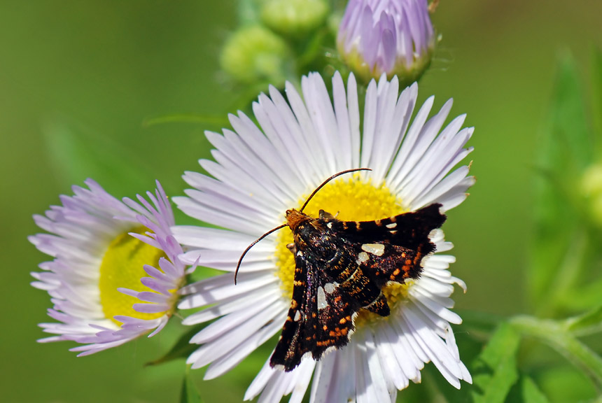 Da determinare - Thyris fenestrella